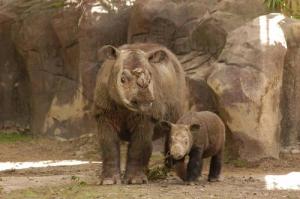 Sumatran Rhino