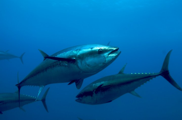 Atlantic Blue Fin Tuna