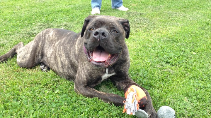 Annie the Cane Corso