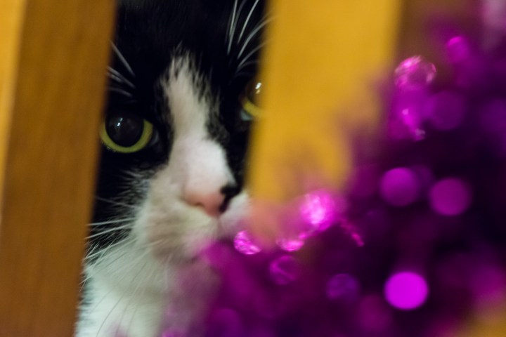 Cat with tinsel