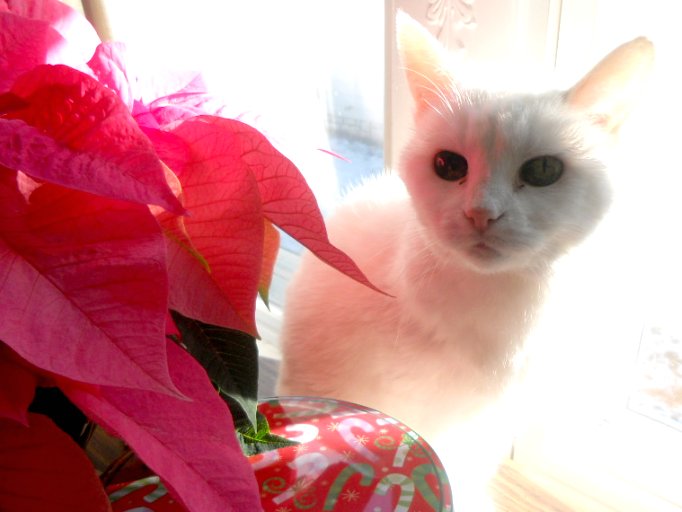 Kitty with poinsettias