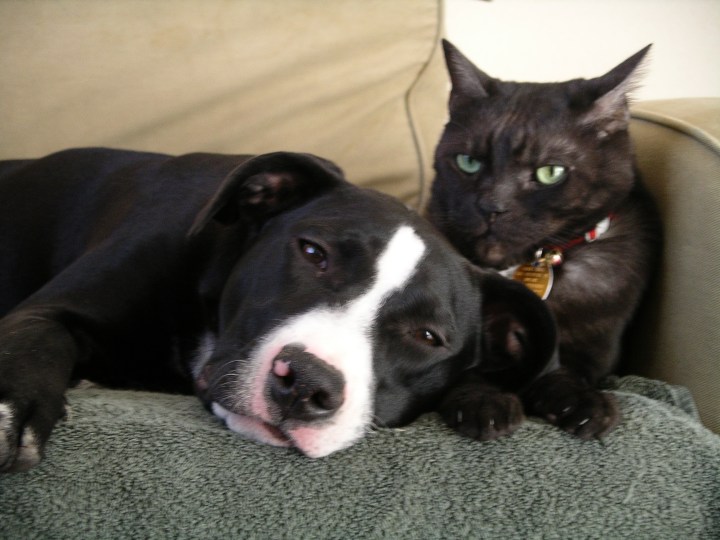 Dog and cat