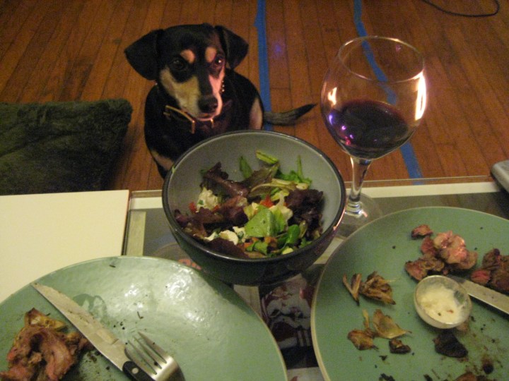 Dog begging for scraps