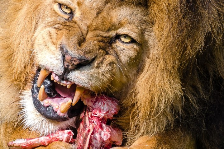 Lion eating