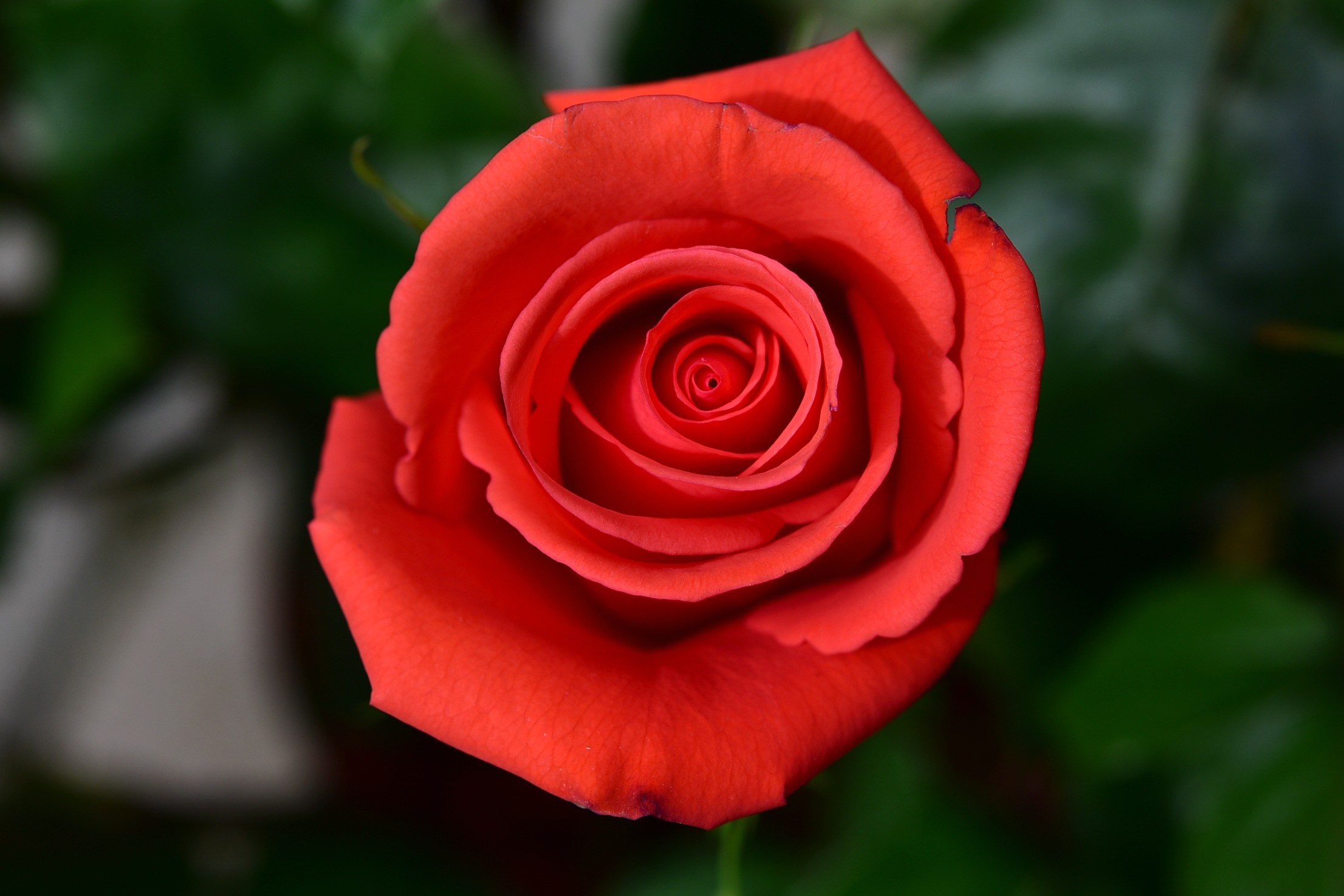 Single rose