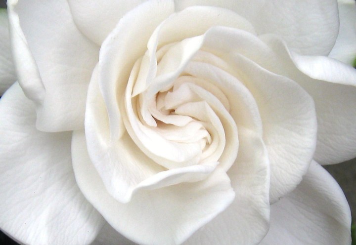 Gardenia