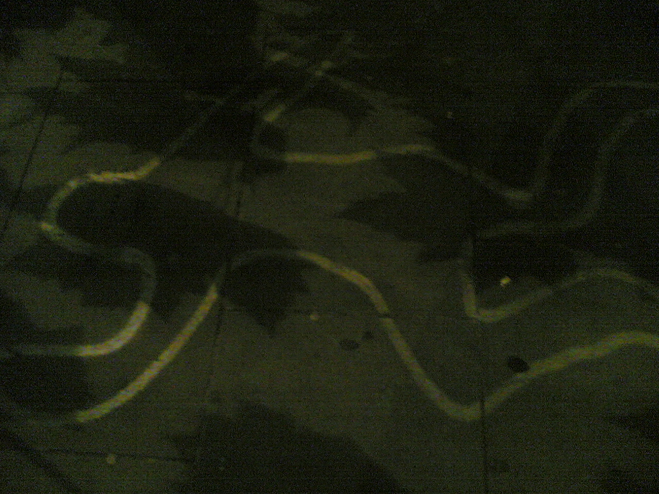 Chalk Outline