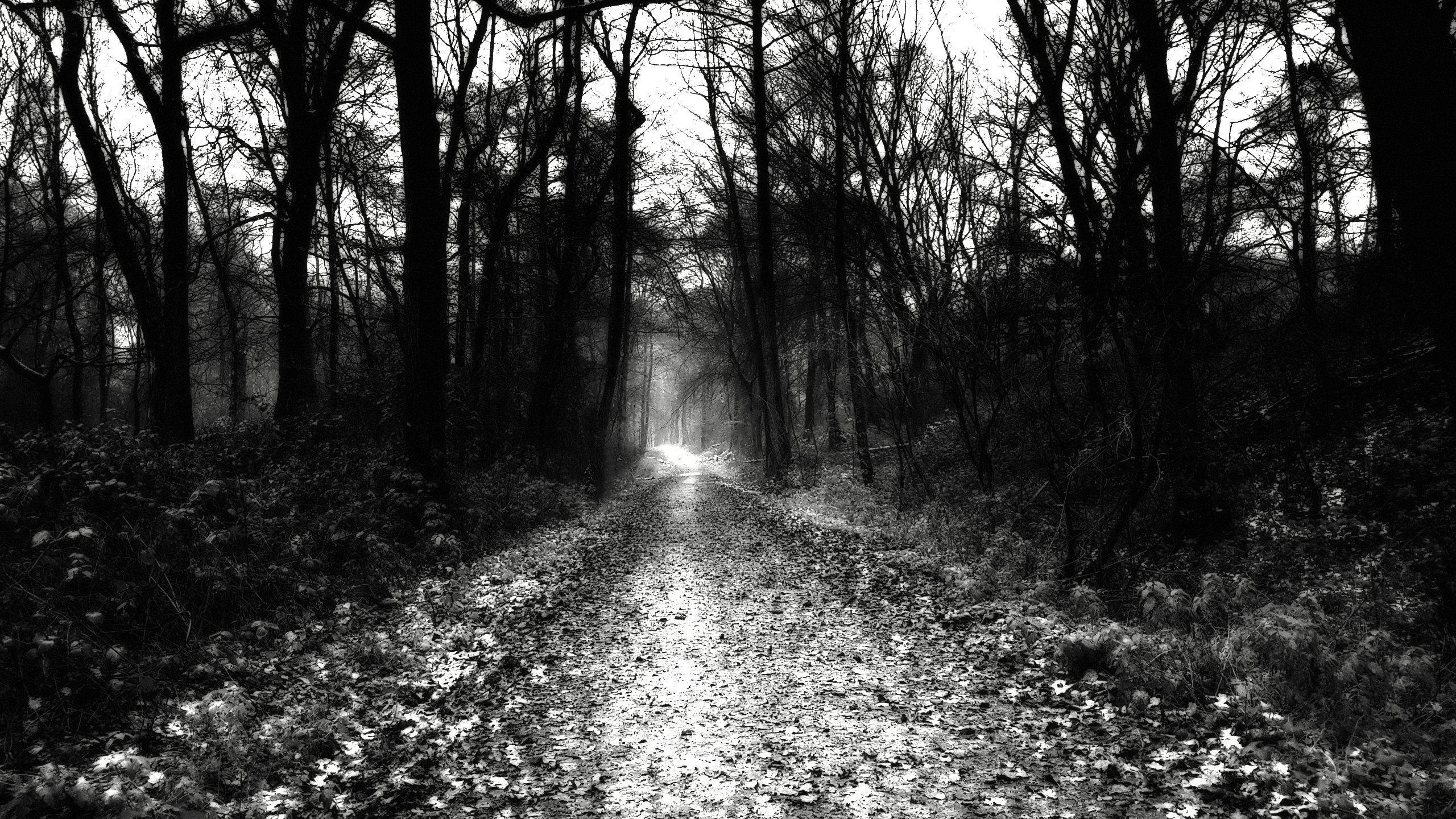 Dark road through trees