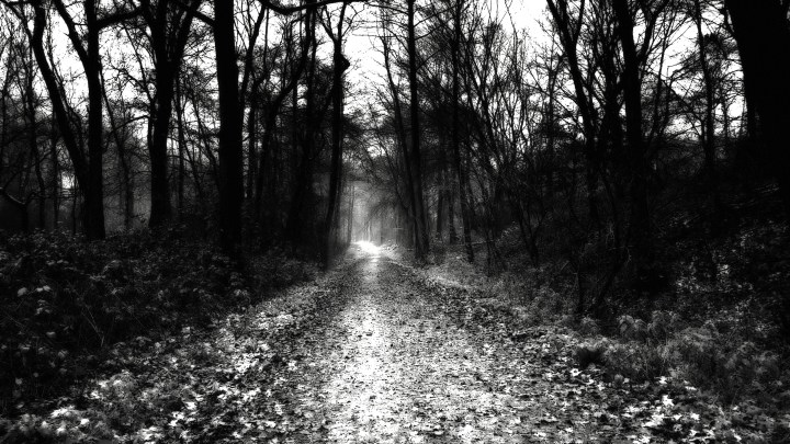 Dark road through trees