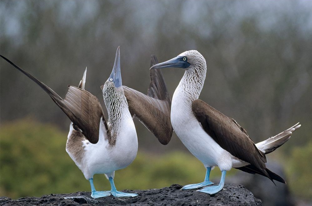 Blue-Footed Booby