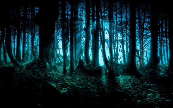 Mysterious forest
