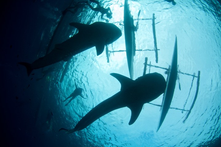 Whale sharks