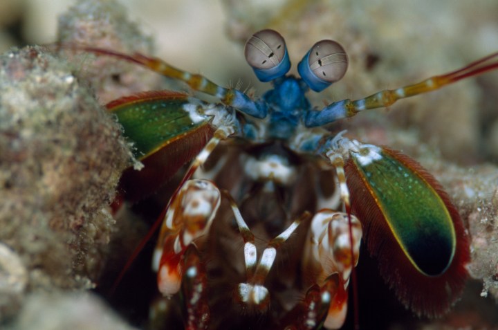 Mantis shrimp