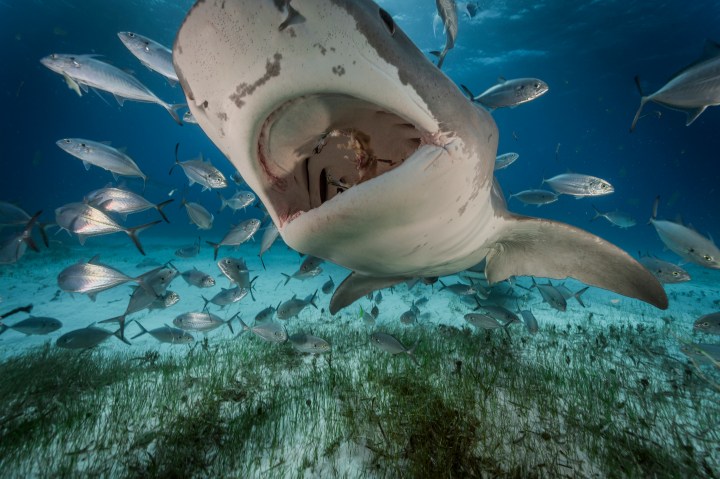 Tiger Sharks