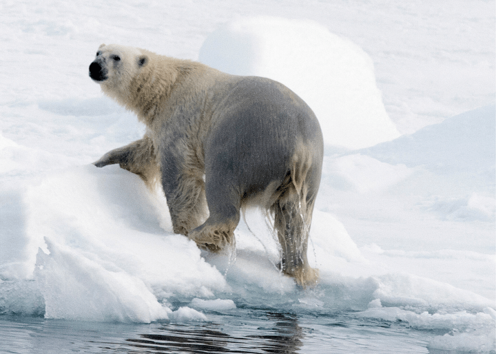 Polar bear near the North Pole