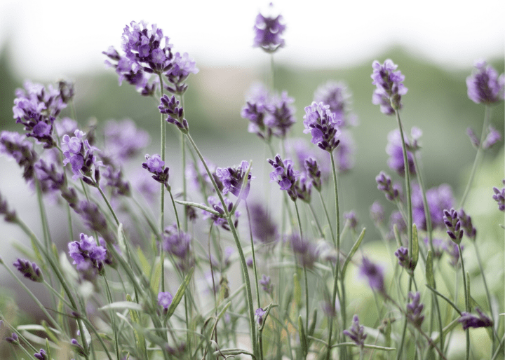 Lavender flowers in field