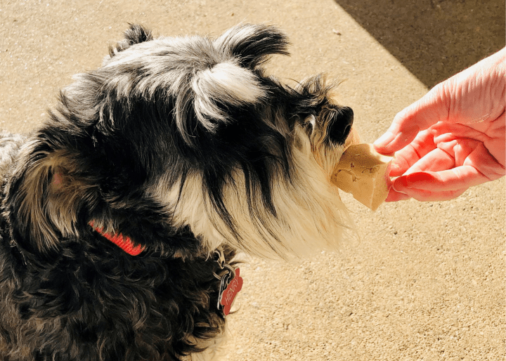 Henry eats his pupcicle