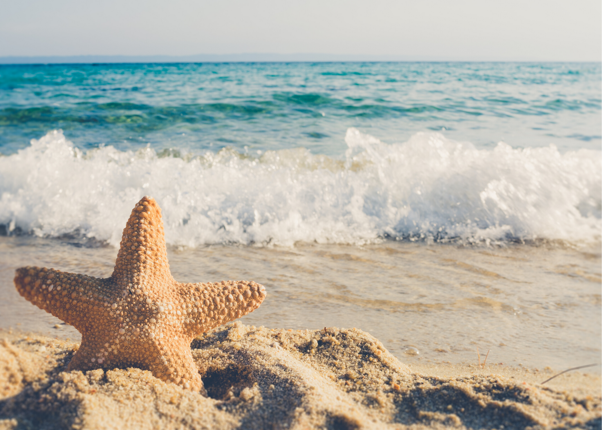 Starfish at beach
