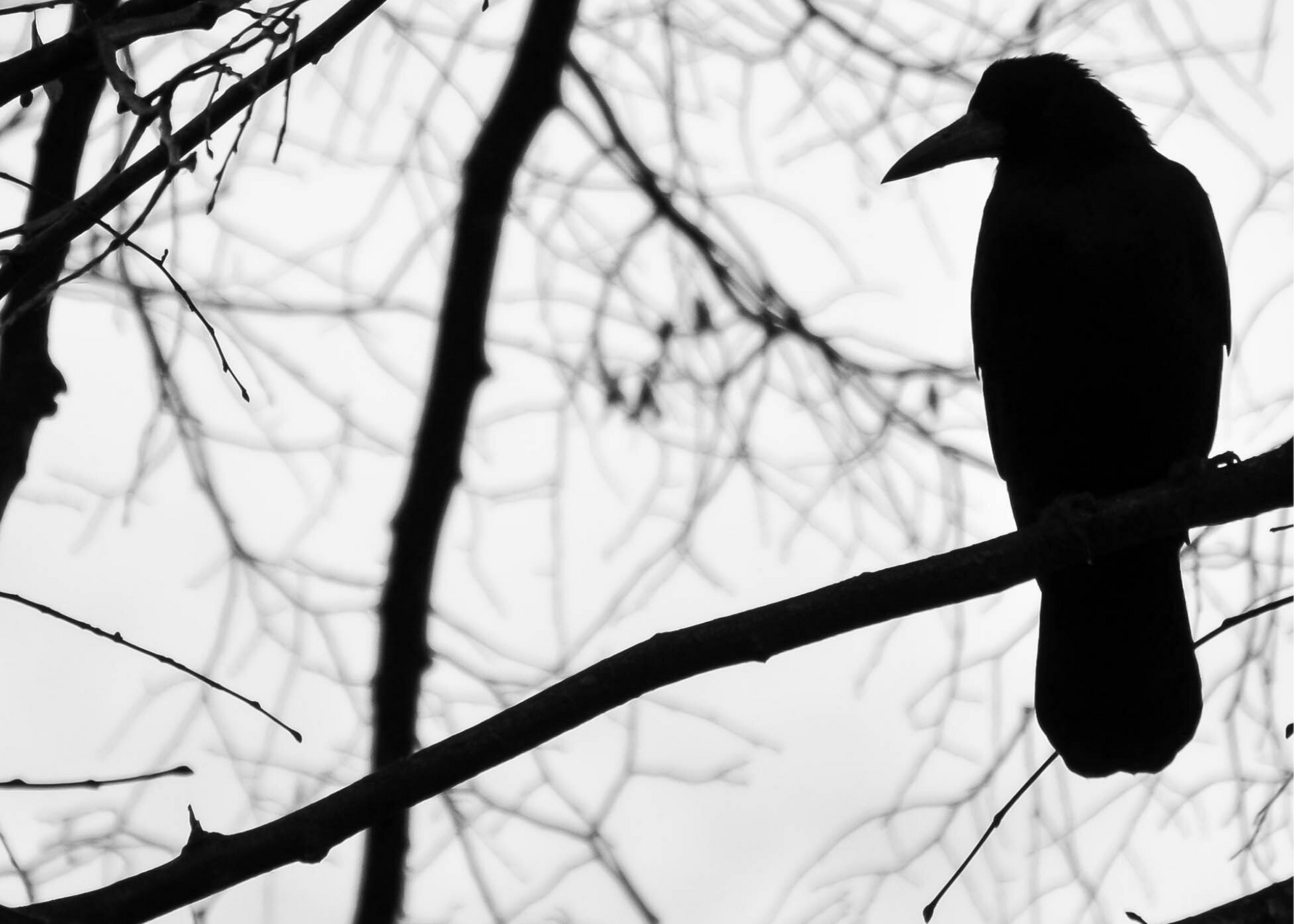 Raven in tree