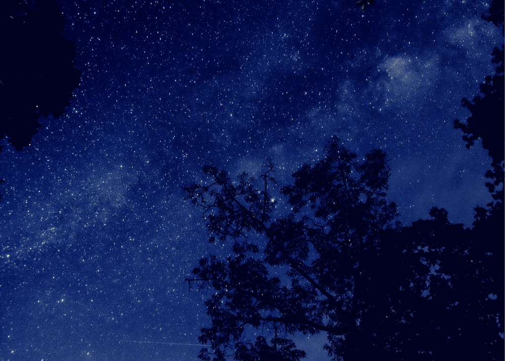 Night sky in woods
