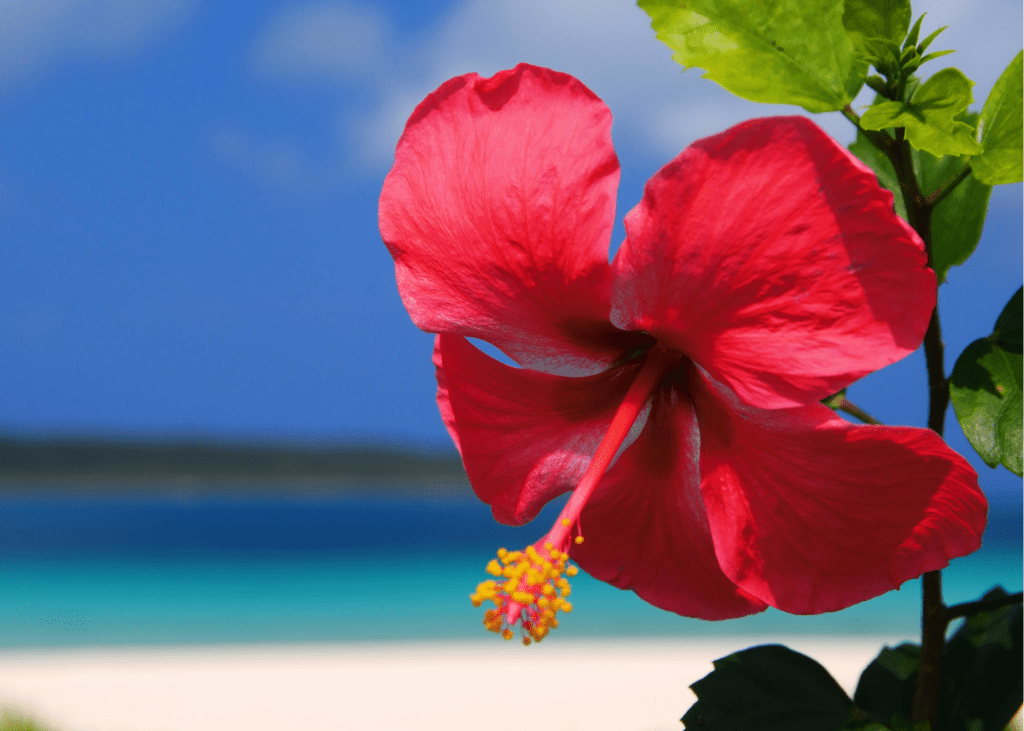 Hibiscus