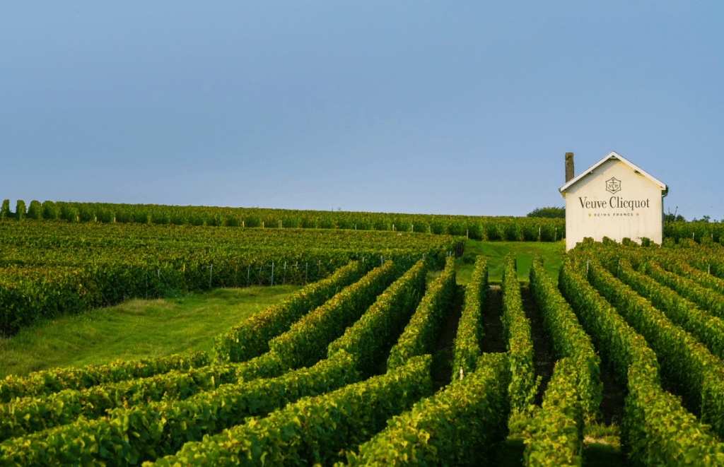 Veuve Clicquot vineyard before harvest.