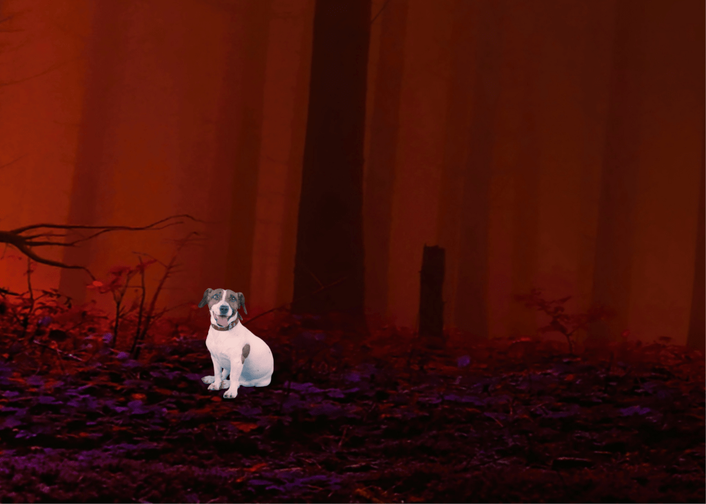 Jack Russell terrier in red woods