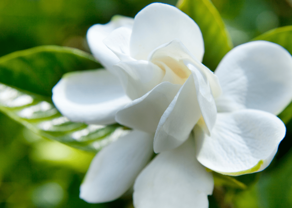 Gardenia
