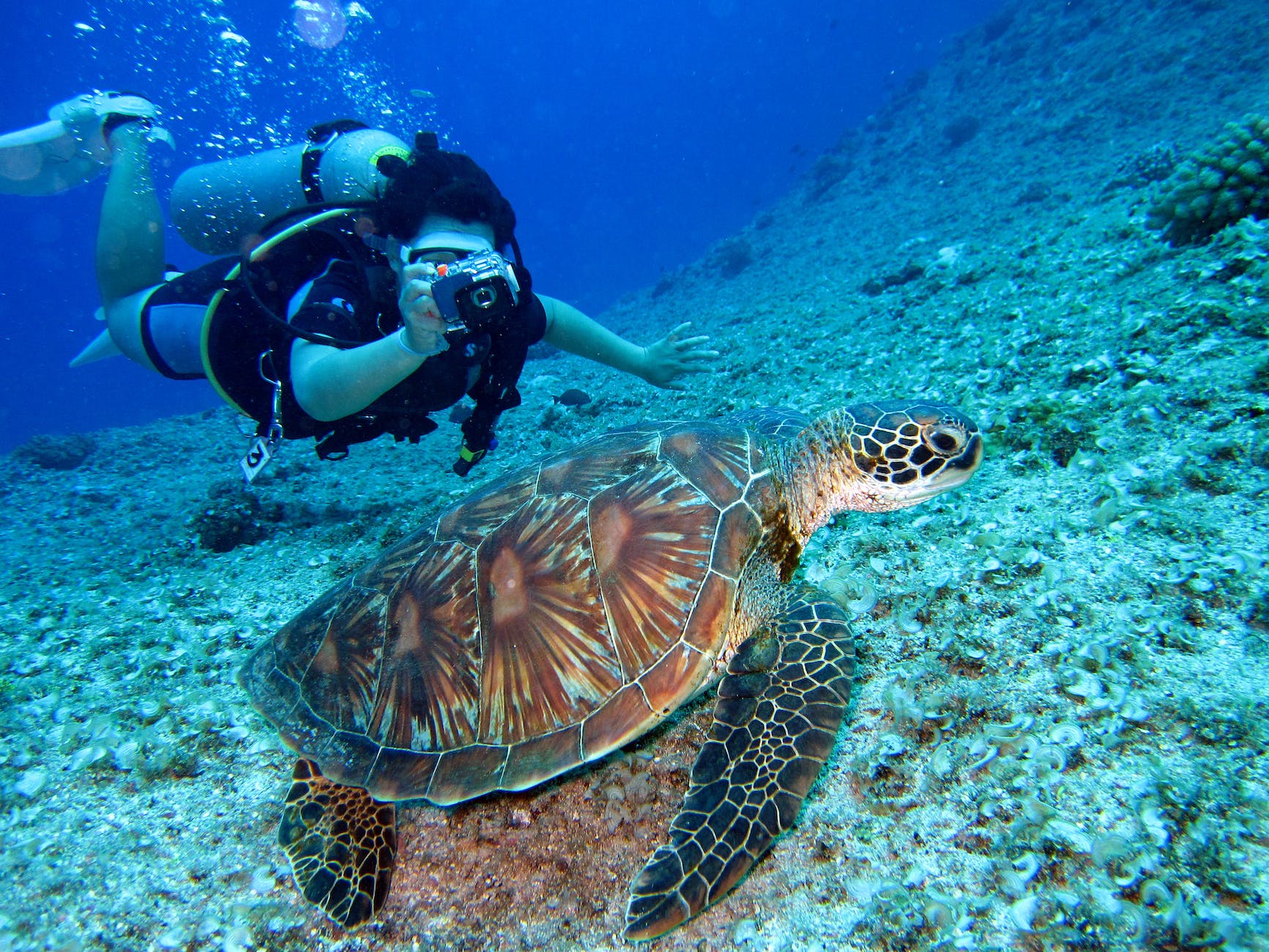 Diver and sea turtle
